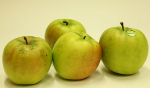 青森県産リンゴ の新品種 はつ恋ぐりん 限定販売 青森 オンライン最新情報